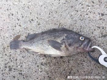 クロソイ