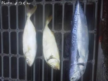 ޥ륽