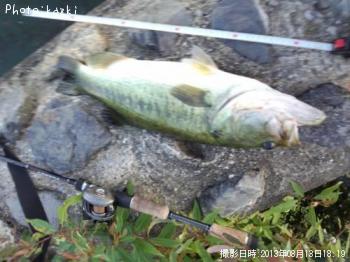 ブラックバス