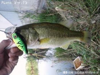 ブラックバス