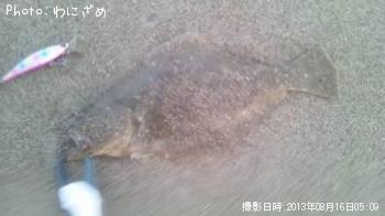 ヒラメ