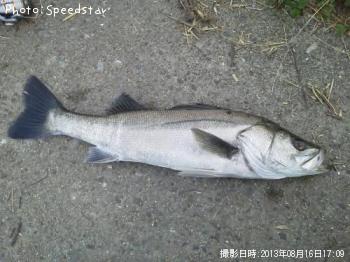 シーバス