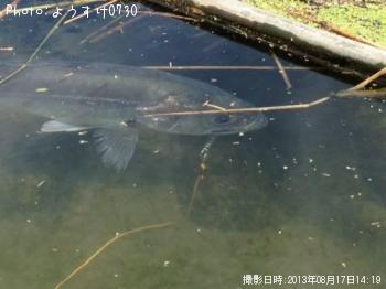 シーバス74cm 釣果情報 富山県富山市 13年8月17日14時 ようすけ0730 即戦力釣り情報