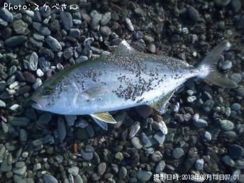 ショゴ
