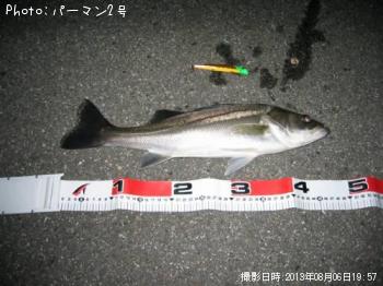シーバス