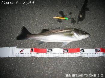 シーバス