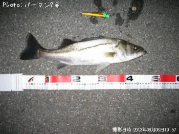 シーバス