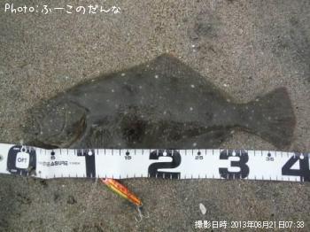 ヒラメ