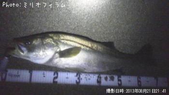 シーバス