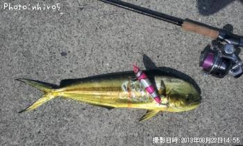 マヒマヒ