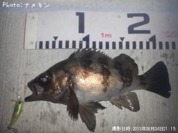 めばる