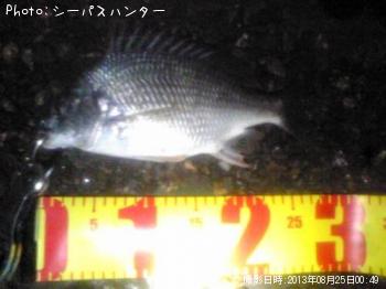 クロダイ
