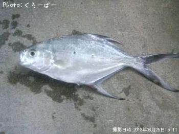 コバンアジ