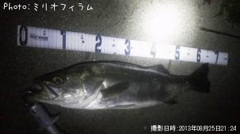 シーバス