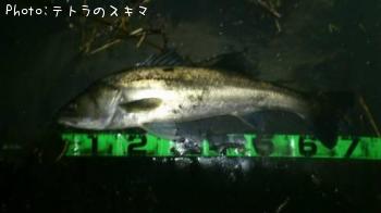 シーバス