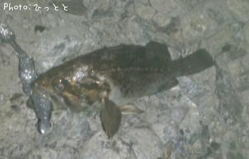 クロソイ