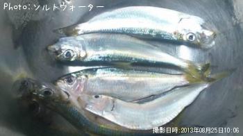 サッパ