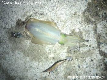 アオリイカ