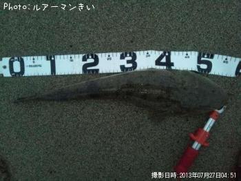 コチ