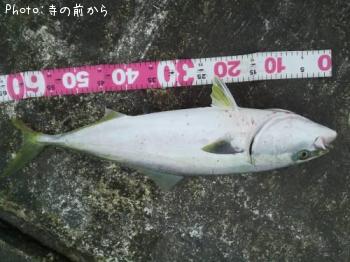 ワラサ