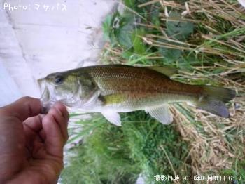 ブラックバス