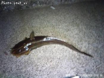 ゴンズイ