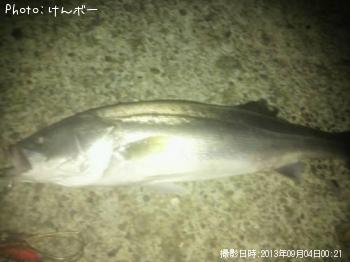 シーバス