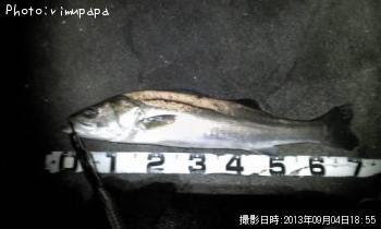 シーバス