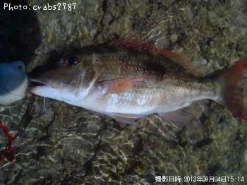 クチナギ