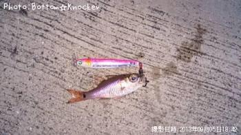 ネンブツダイ