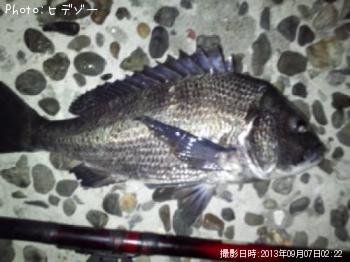 クロダイ