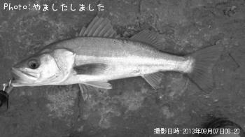 シーバス