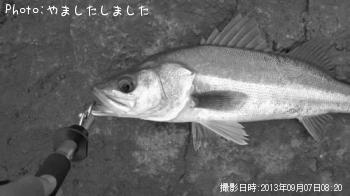 シーバス