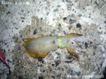 アオリイカ