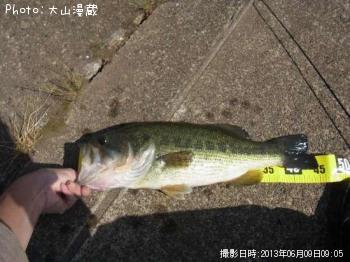 ブラックバス
