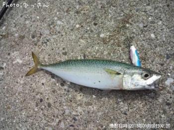 サバ
