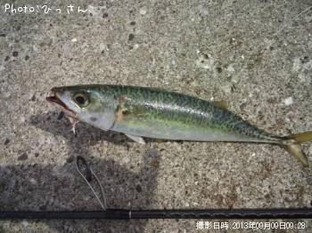 サバ