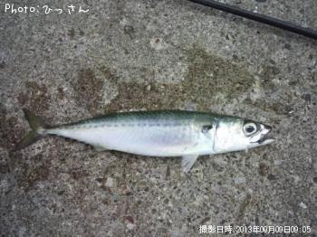 サバ