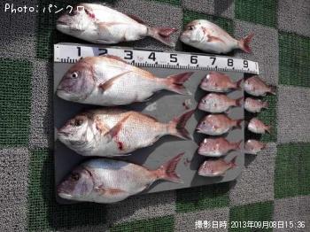 マダイ
