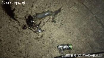 アオリイカ