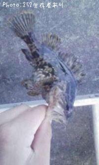 タケノコメバル