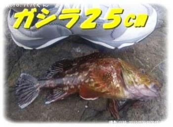 ガシラ