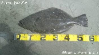 ヒラメ