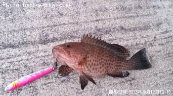 オオモンハタ