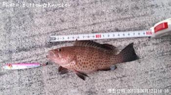 オオモンハタ