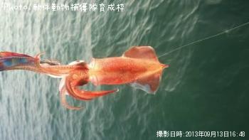 ケンサキイカ