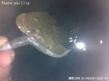 マゴチ
