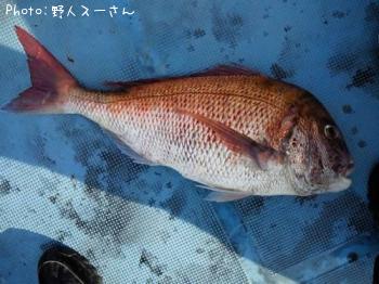 マダイ