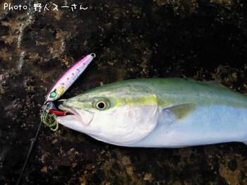 イナダ