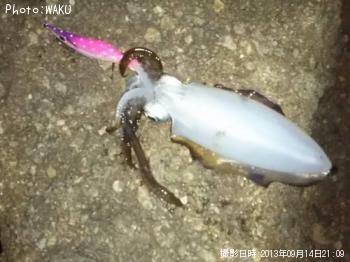 アオリイカ